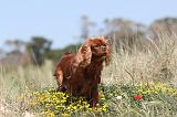 CAVALIER KING CHARLES 091
